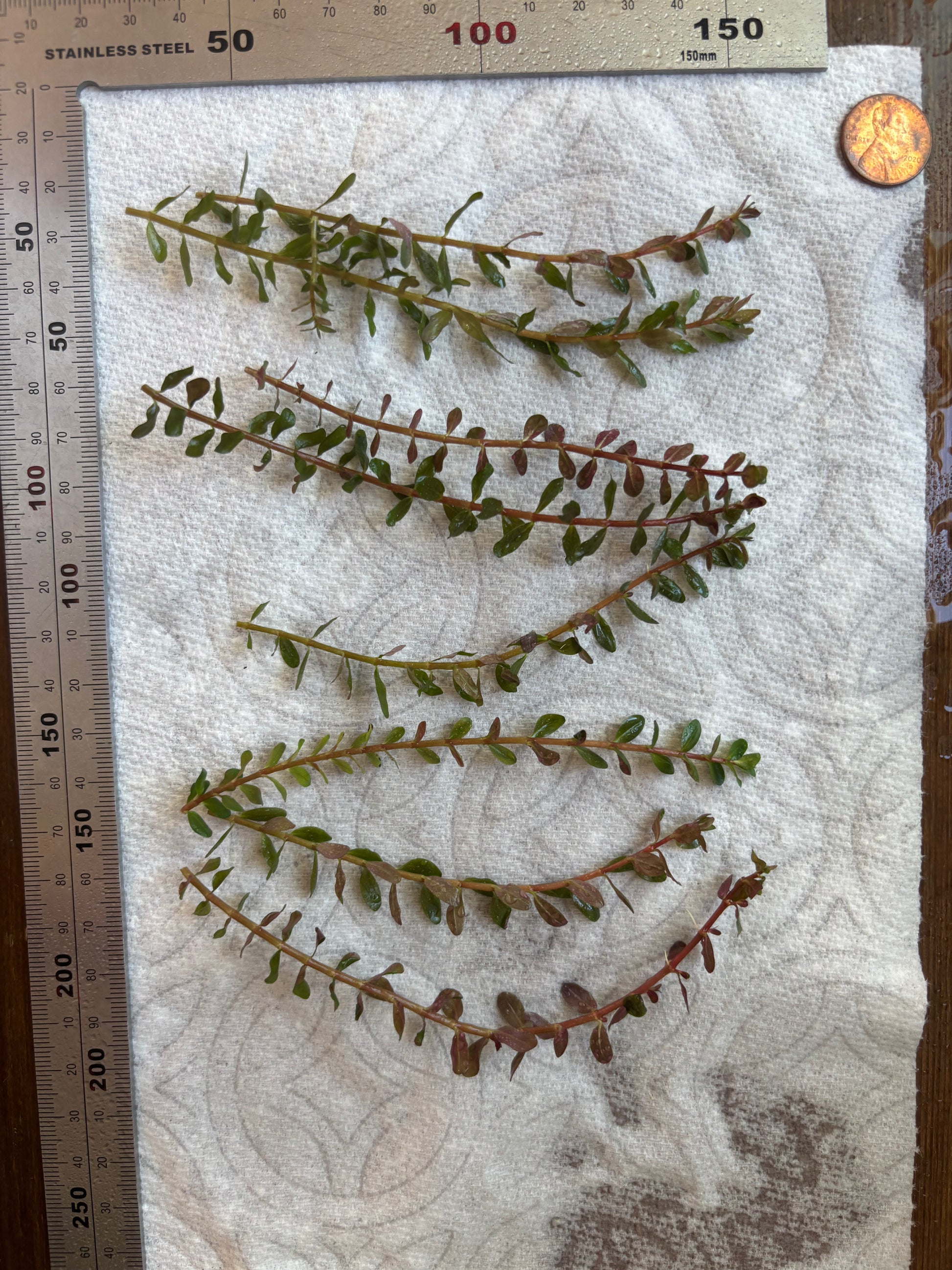 Rotala Rotundifolia "Red" (8+ stems) - AquaHorizon