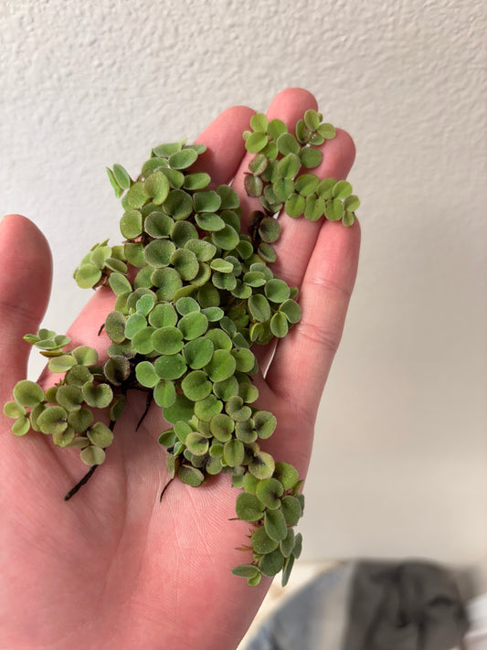 Salvinia Cucullata - AquaHorizon