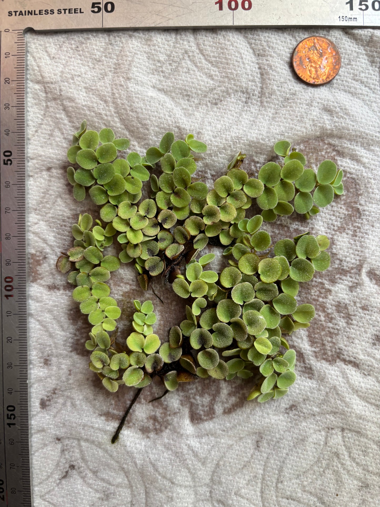 Salvinia Cucullata - AquaHorizon