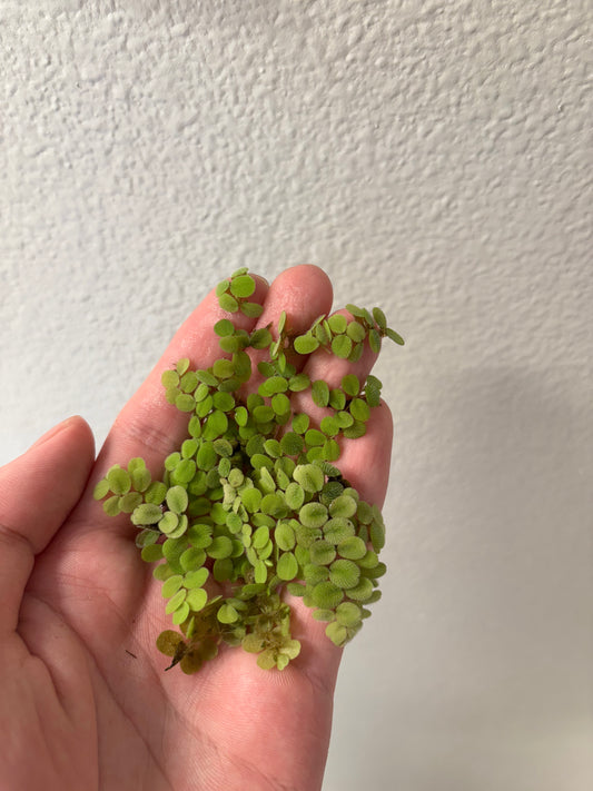 Water Spangles/Salvinia Minima  held in hand - AquaHorizon
