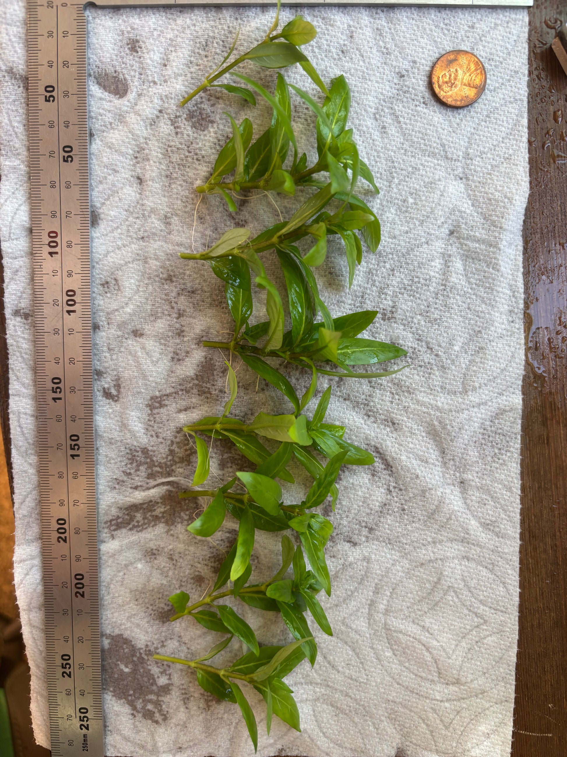 Staurogyne Repens (8+ stems) - AquaHorizon