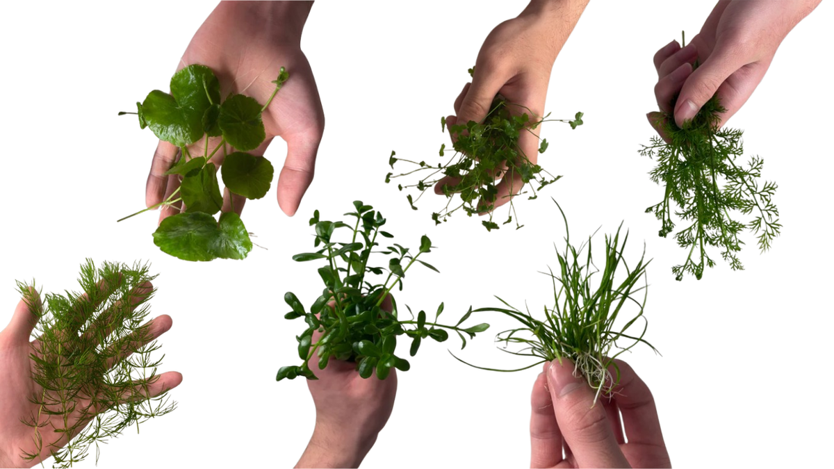Easy Beginner Friendly 6 Plant Bundle - AquaHorizon