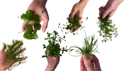 Easy Beginner Friendly 6 Plant Bundle - AquaHorizon