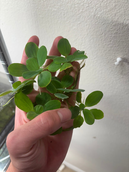 Water Lettuce (6 plants)