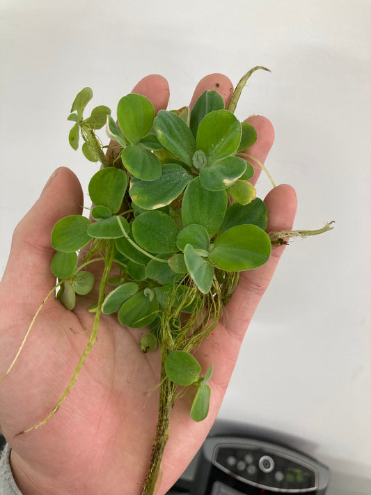 Water Lettuce (6 plants) - AquaHorizon