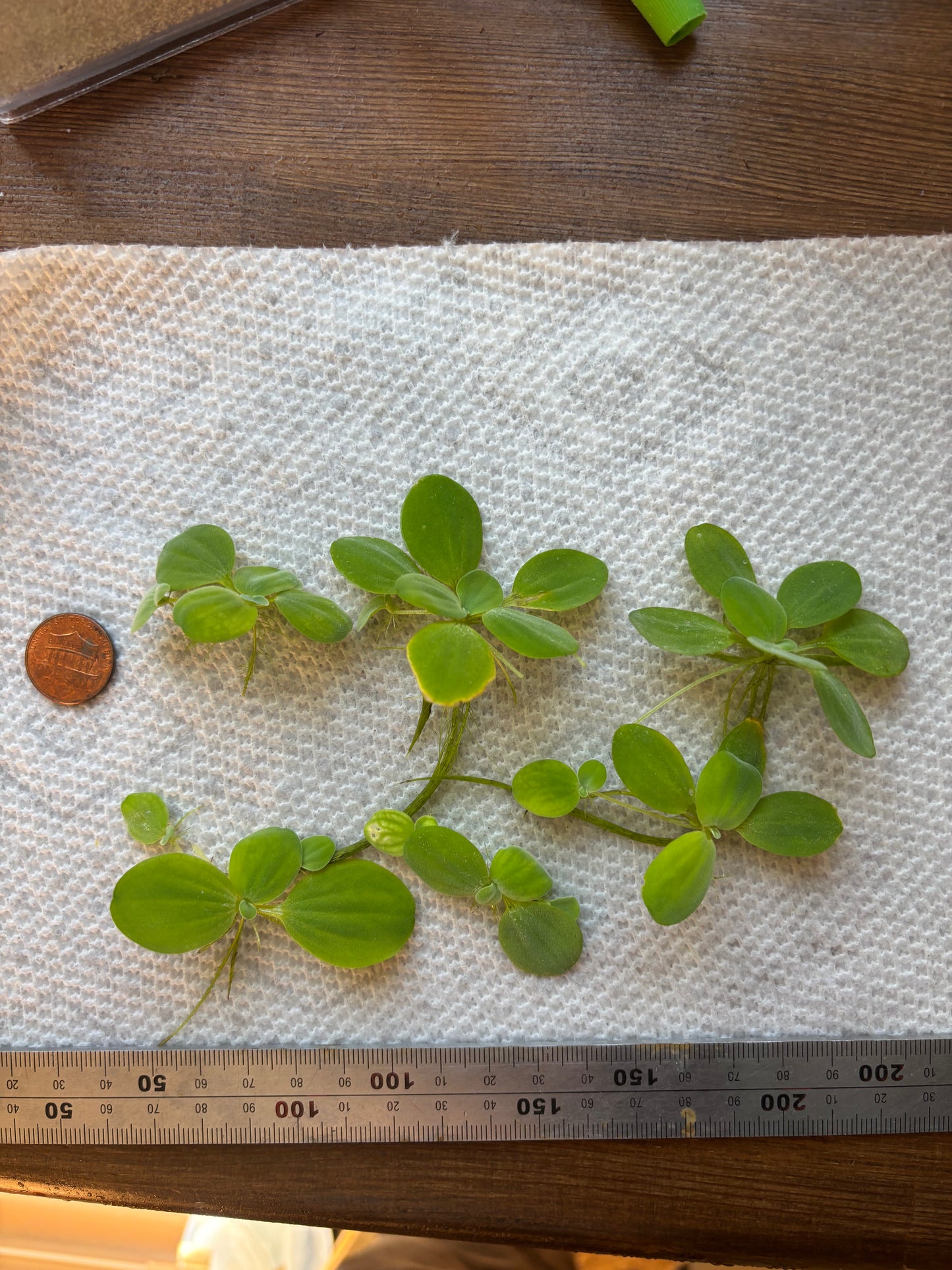 Water Lettuce (6 plants)