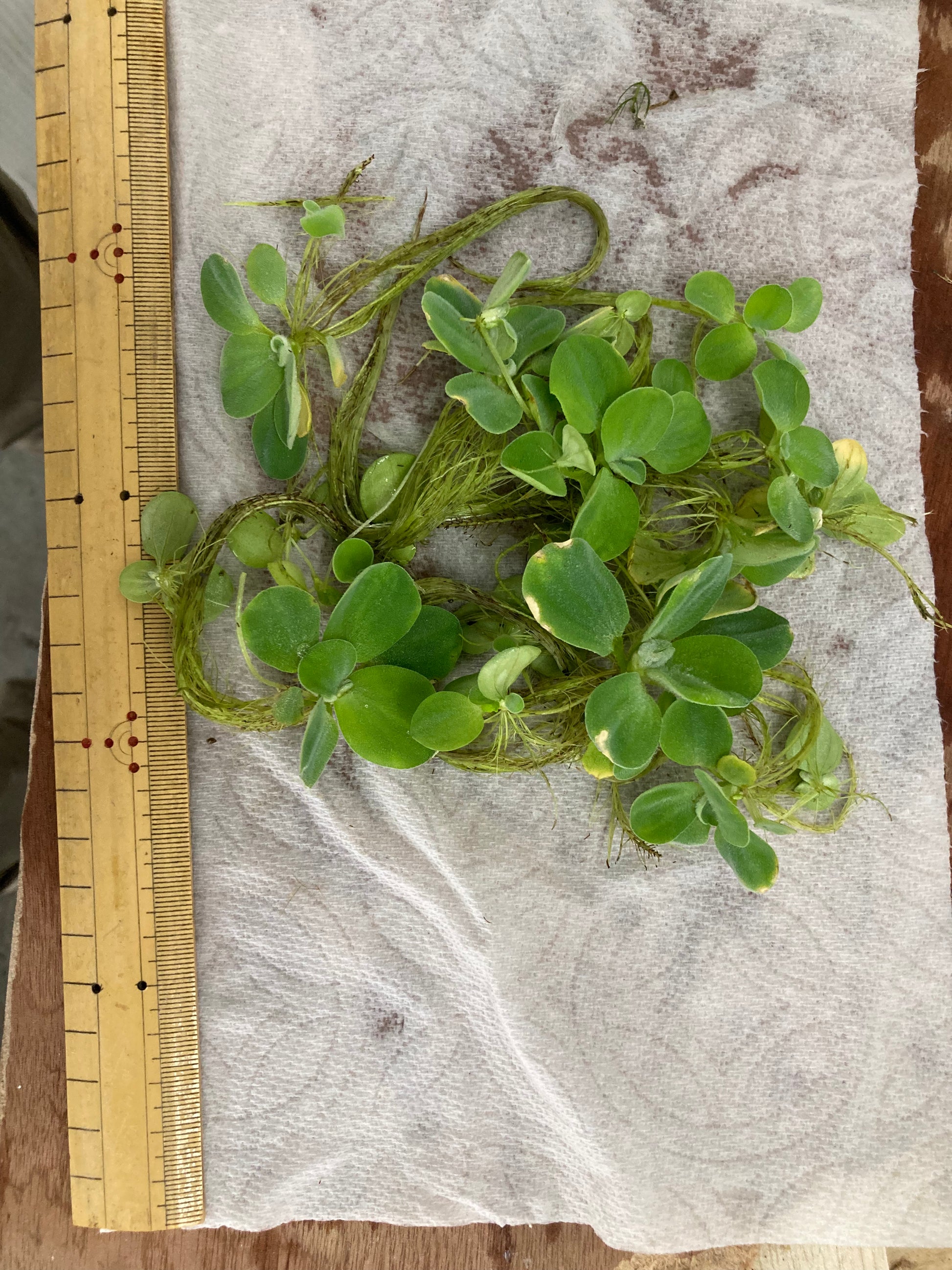 Water Lettuce (6 plants) - AquaHorizon