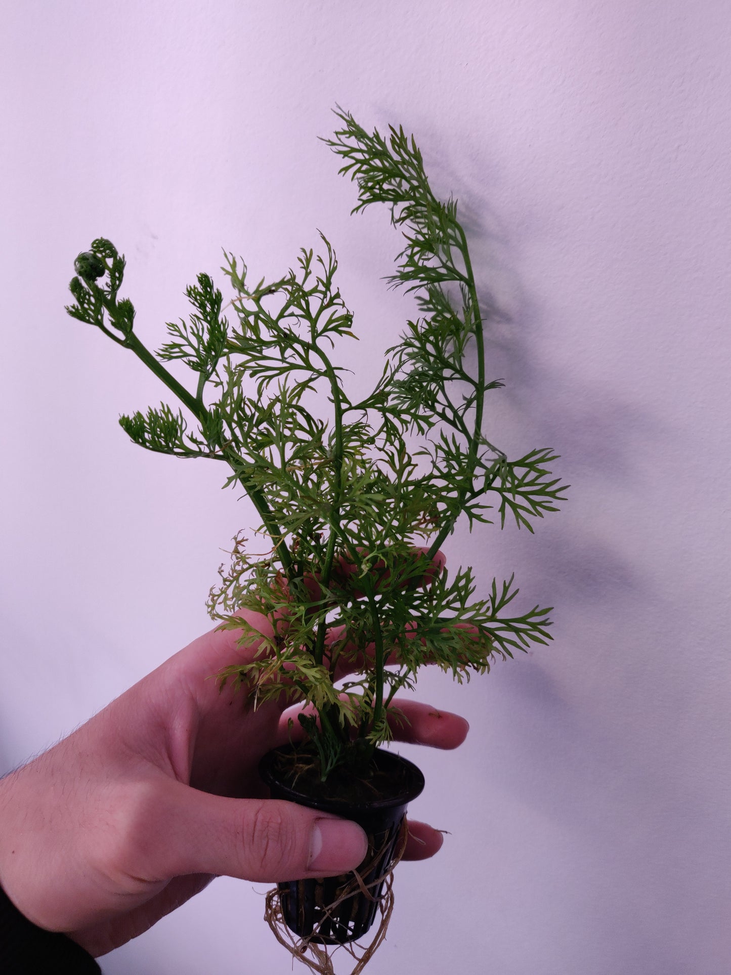 Water Sprite Potted - AquaHorizon