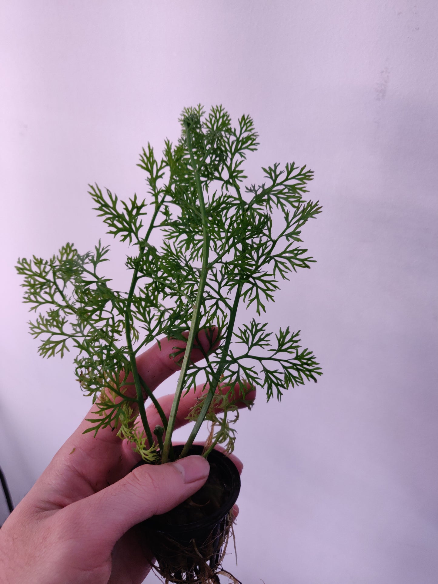 Water Sprite Potted - AquaHorizon