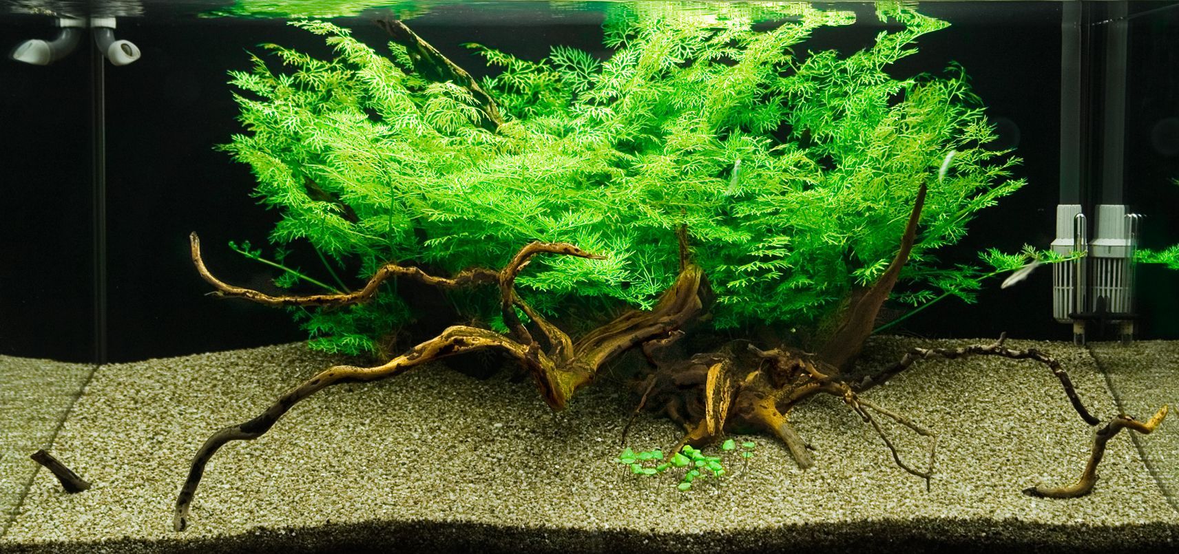 Water Sprite (6+ stems) - AquaHorizon