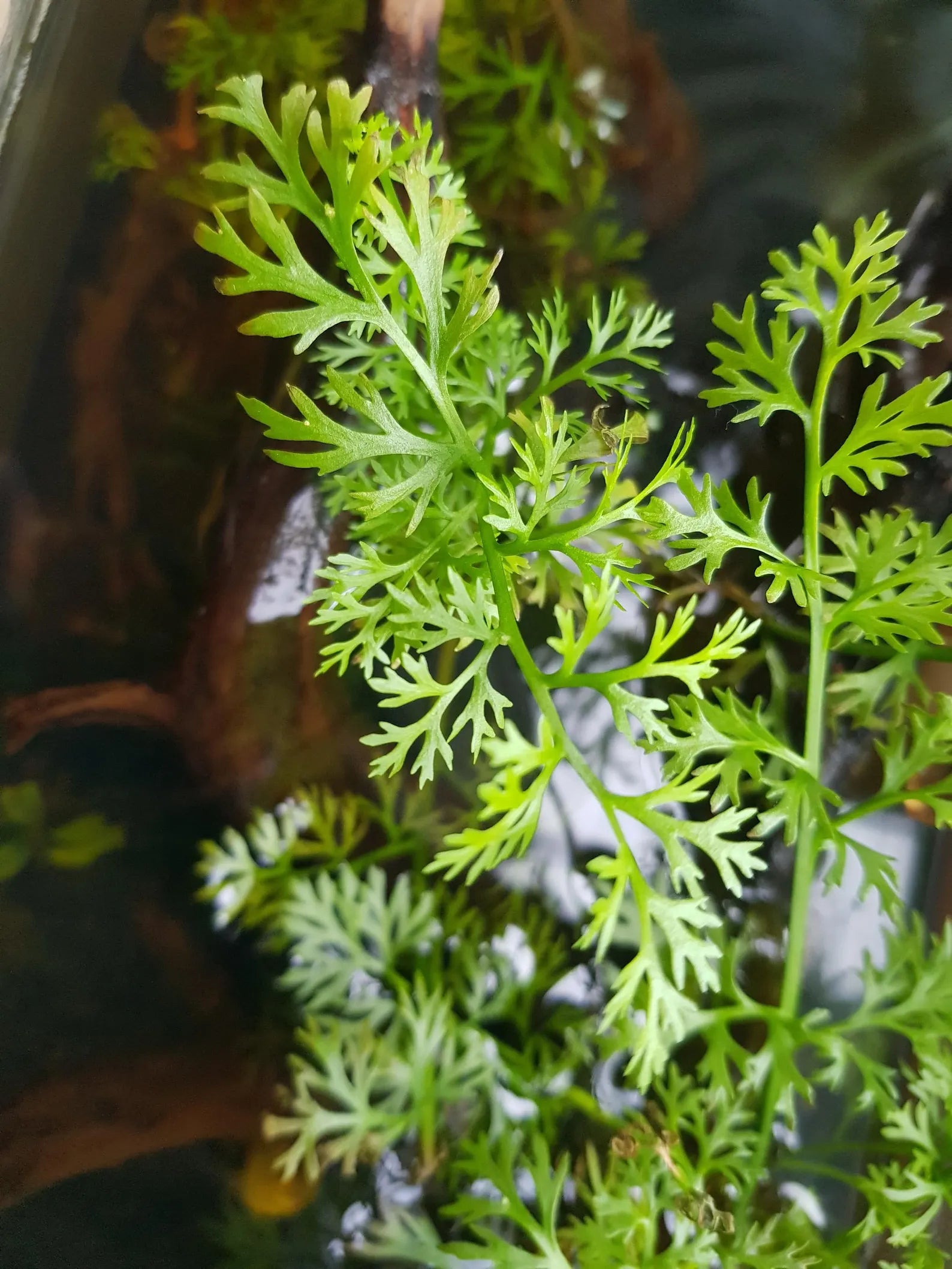 Water Sprite (6+ stems) - AquaHorizon