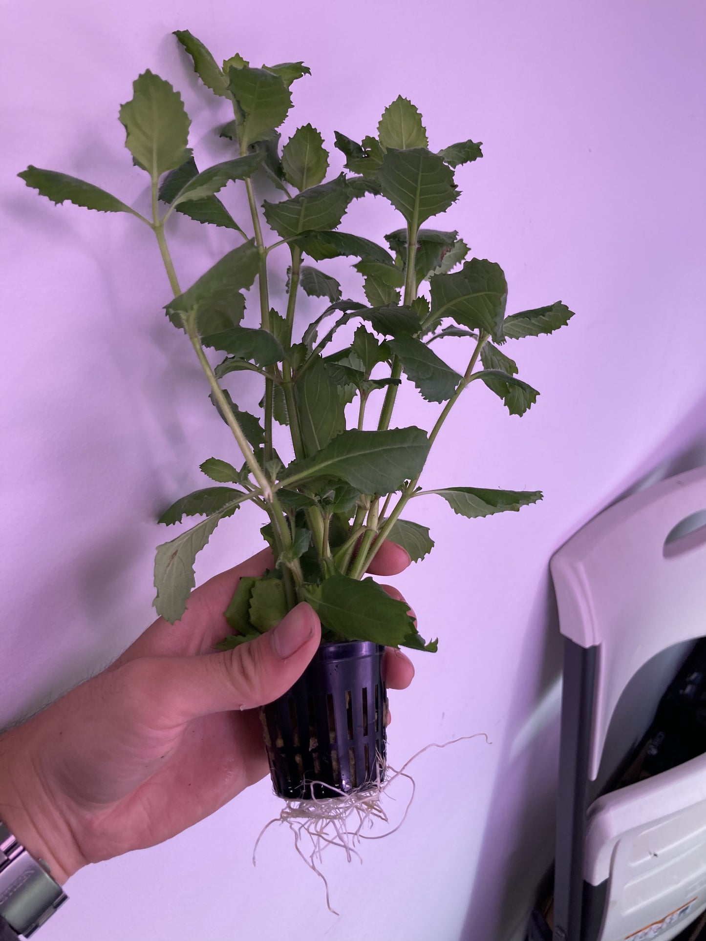 Water Wisteria Potted