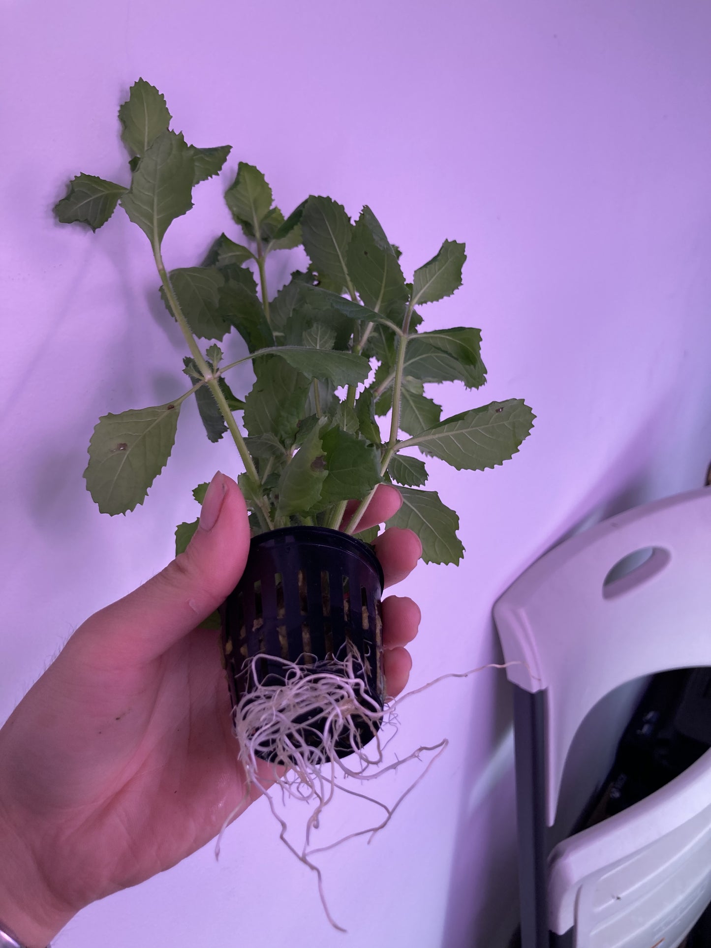 Water Wisteria Potted