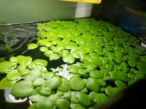 Amazon Frogbit (8 plants)