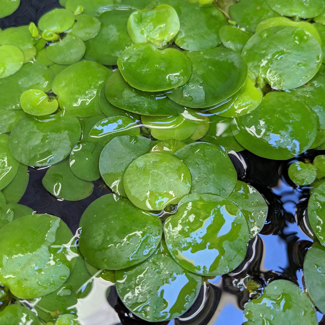 Amazon Frogbit (8 plants)