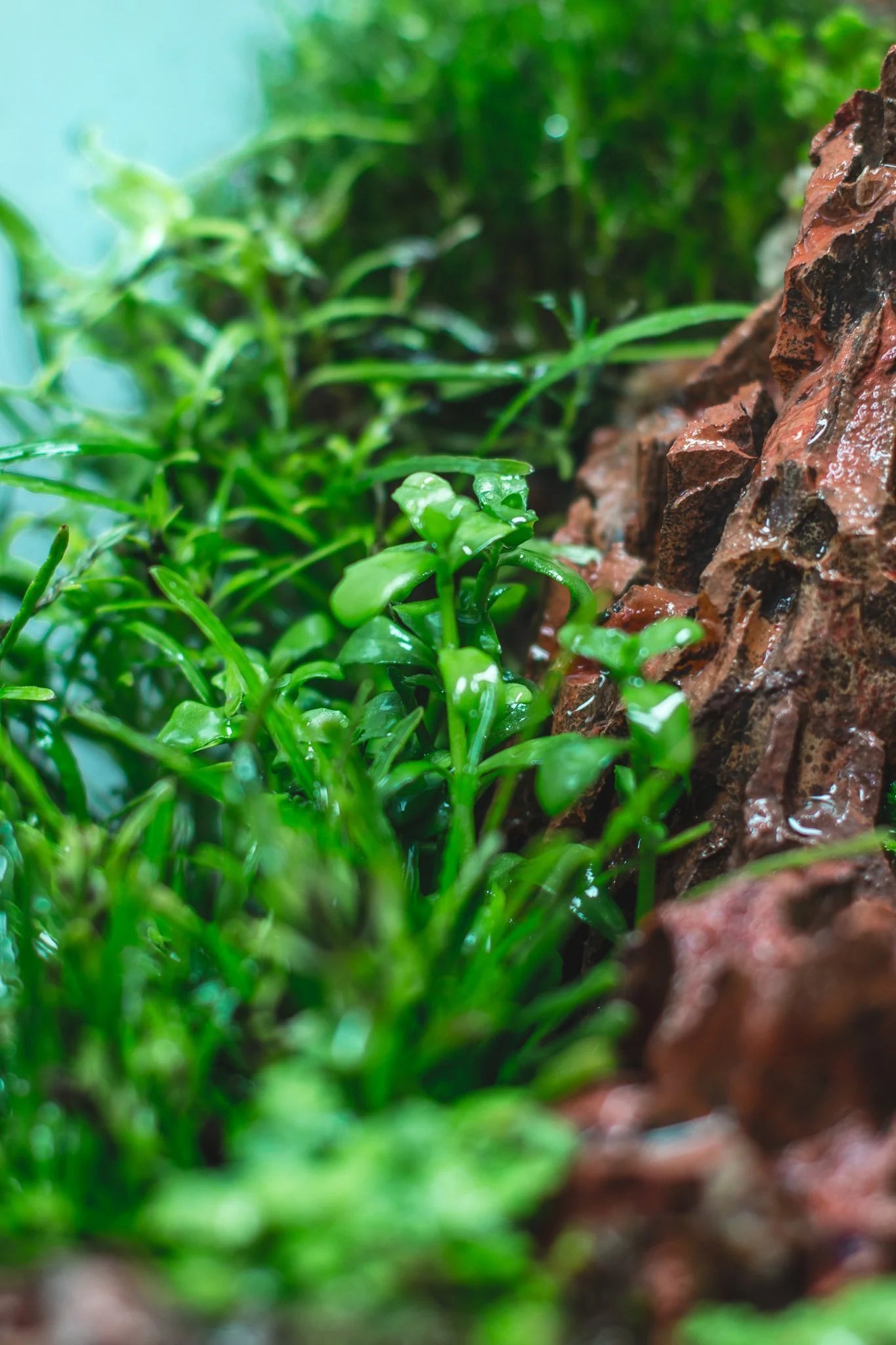 Bacopa Monnieri/Monneywort (6+ stems) - AquaHorizon