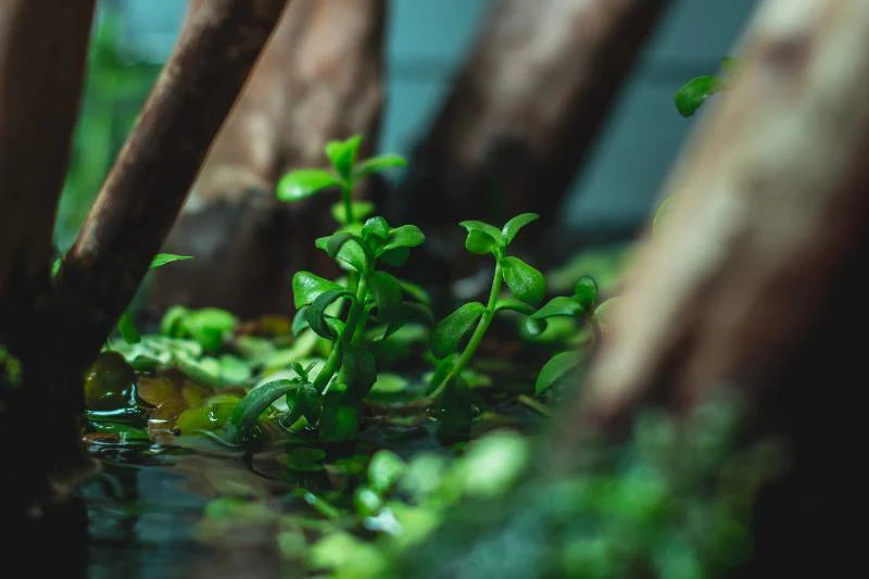 Bacopa Monnieri/Monneywort (6+ stems) - AquaHorizon