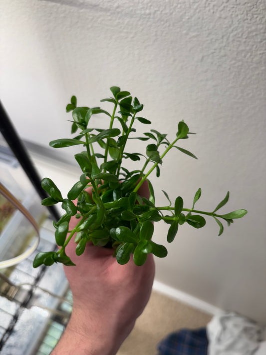 Bacopa Monnieri/Monneywort (6+ stems) - AquaHorizon