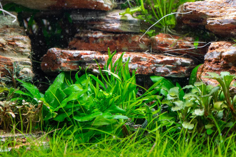 Cryptocoryne Lucens - AquaHorizon