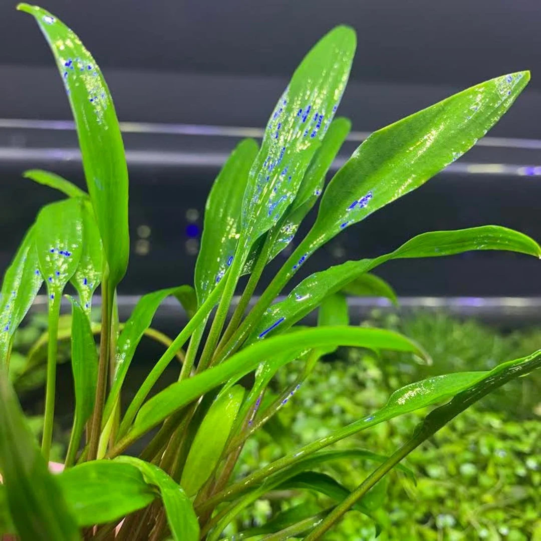 Cryptocoryne Lucens - AquaHorizon