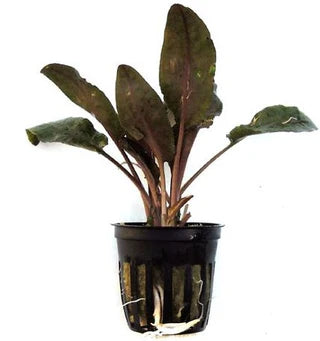 Cryptocoryne Wendtii Bronze