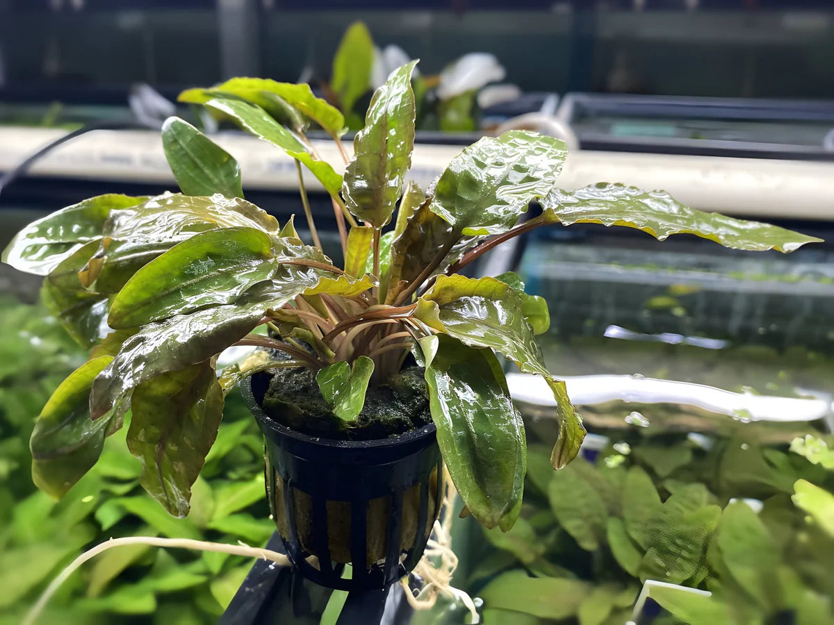 Cryptocoryne Wendtii Bronze