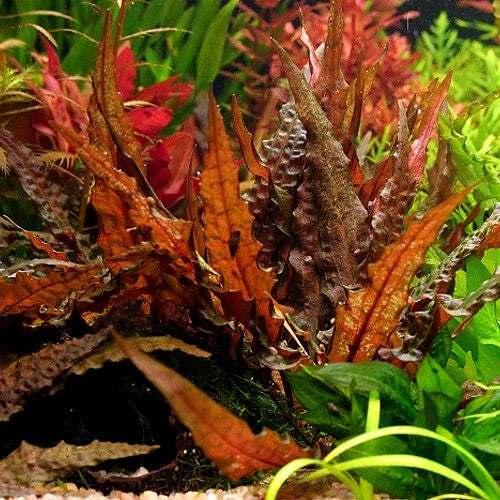 Cryptocoryne Wendtii Bronze