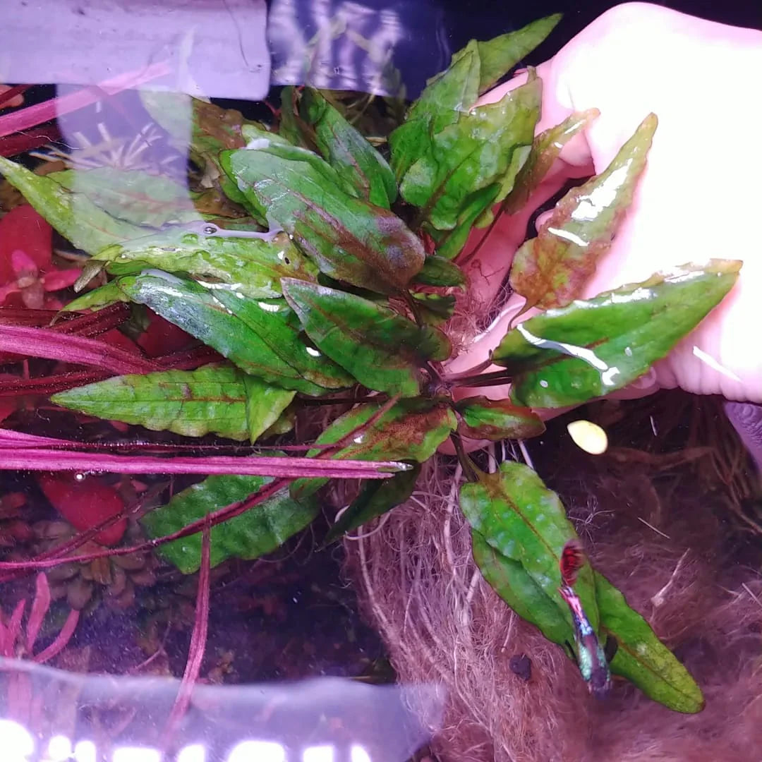 Cryptocoryne Wendtii Gecko - AquaHorizon