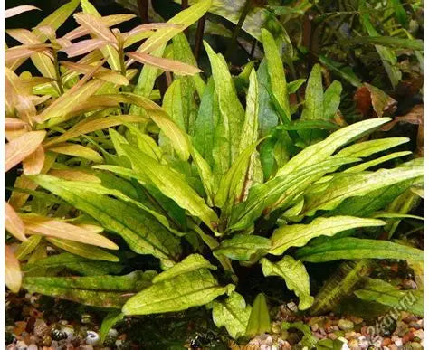 Cryptocoryne Wendtii Gecko - AquaHorizon