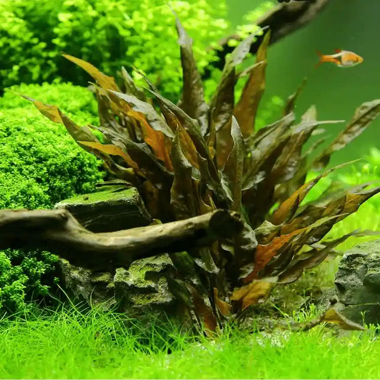 Cryptocoryne Wendtii - AquaHorizon