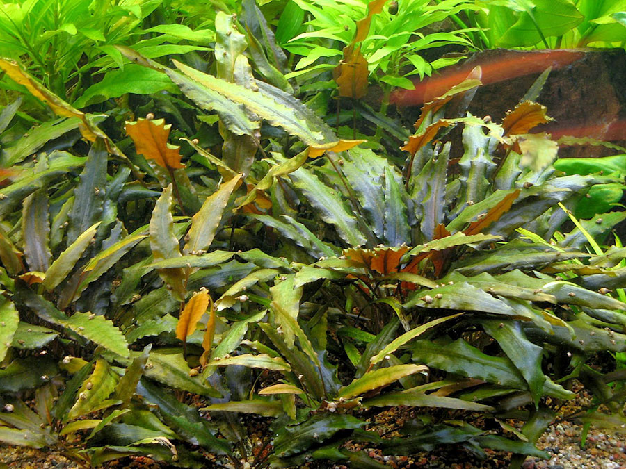 Cryptocoryne Wendtii - AquaHorizon