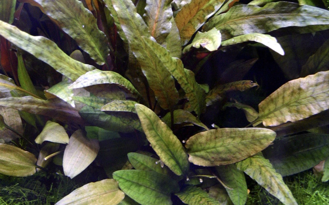 Cryptocoryne Wendtii Tropica