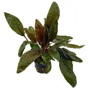 Cryptocoryne Wendtii Tropica