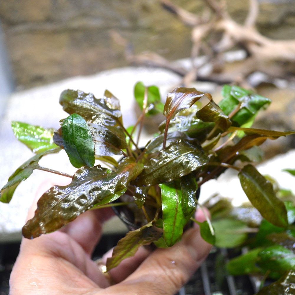 Cryptocoryne Wendtii Tropica