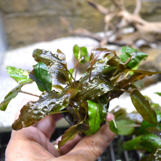 Cryptocoryne Wendtii Tropica