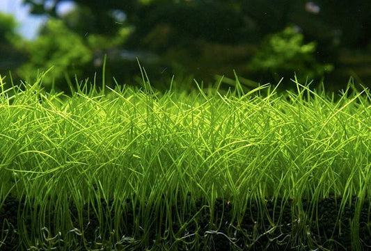Dwarf Hairgrass "Belem" (~ 3 in pot worth) - AquaHorizon