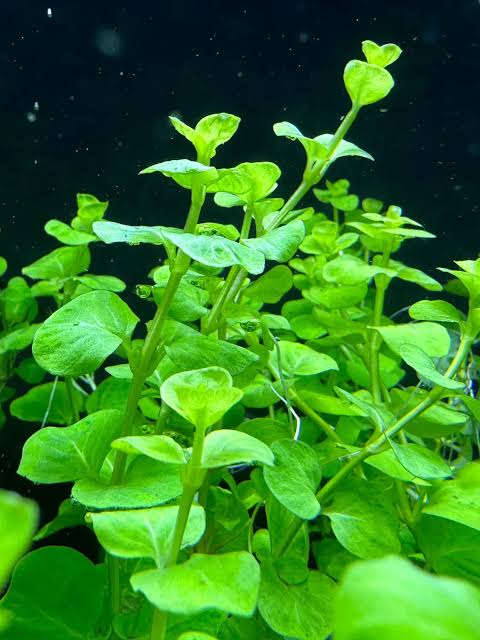 Golden Creeping Jenny (6 stems) - AquaHorizon