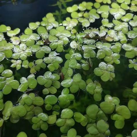 Giant Duck Weed "Spirodela Polyrhiza" - AquaHorizon
