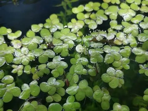 Giant Duck Weed "Spirodela Polyrhiza" - AquaHorizon
