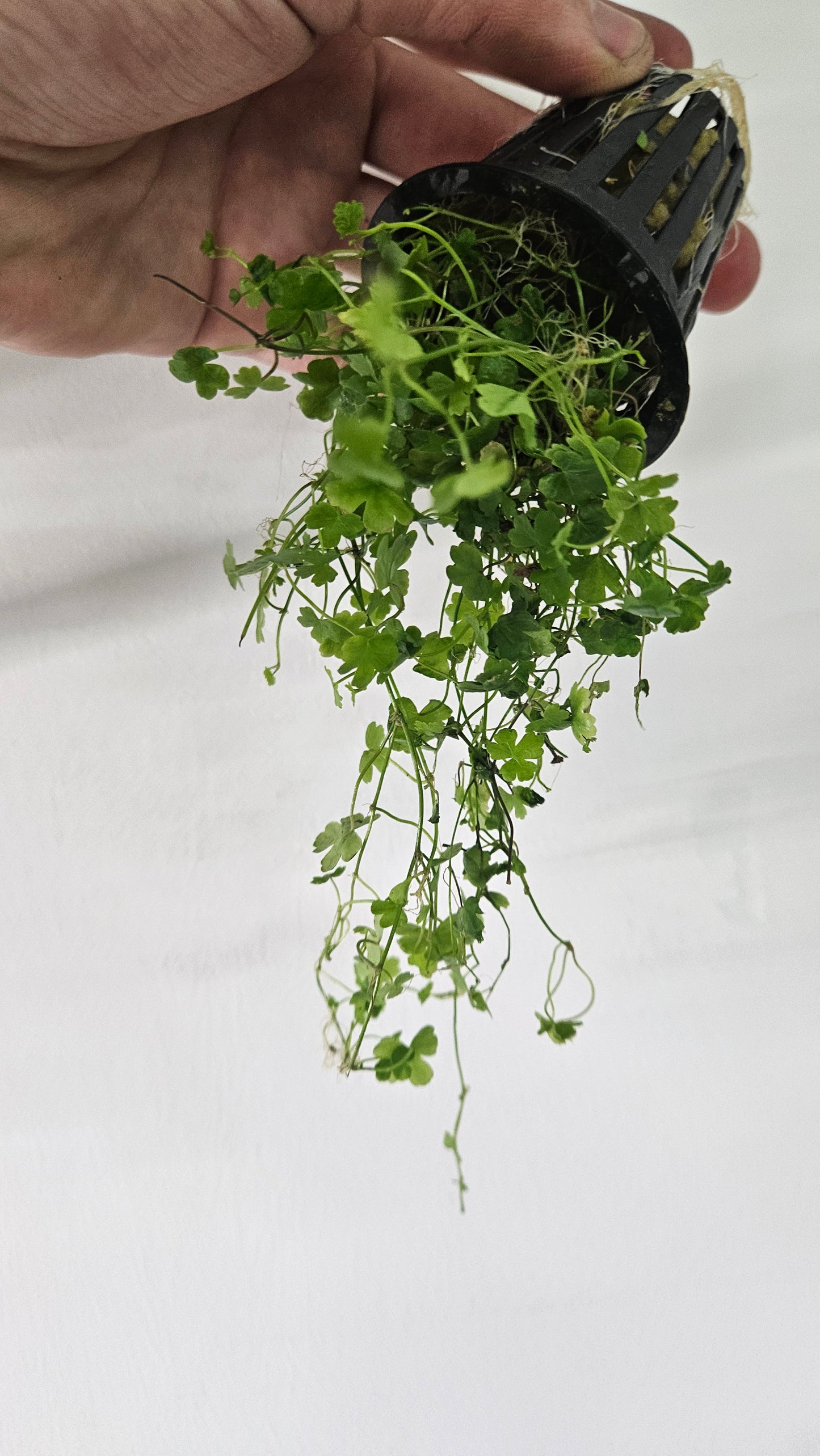 Hydrocotyle Tripartita Japan Potted - AquaHorizon
