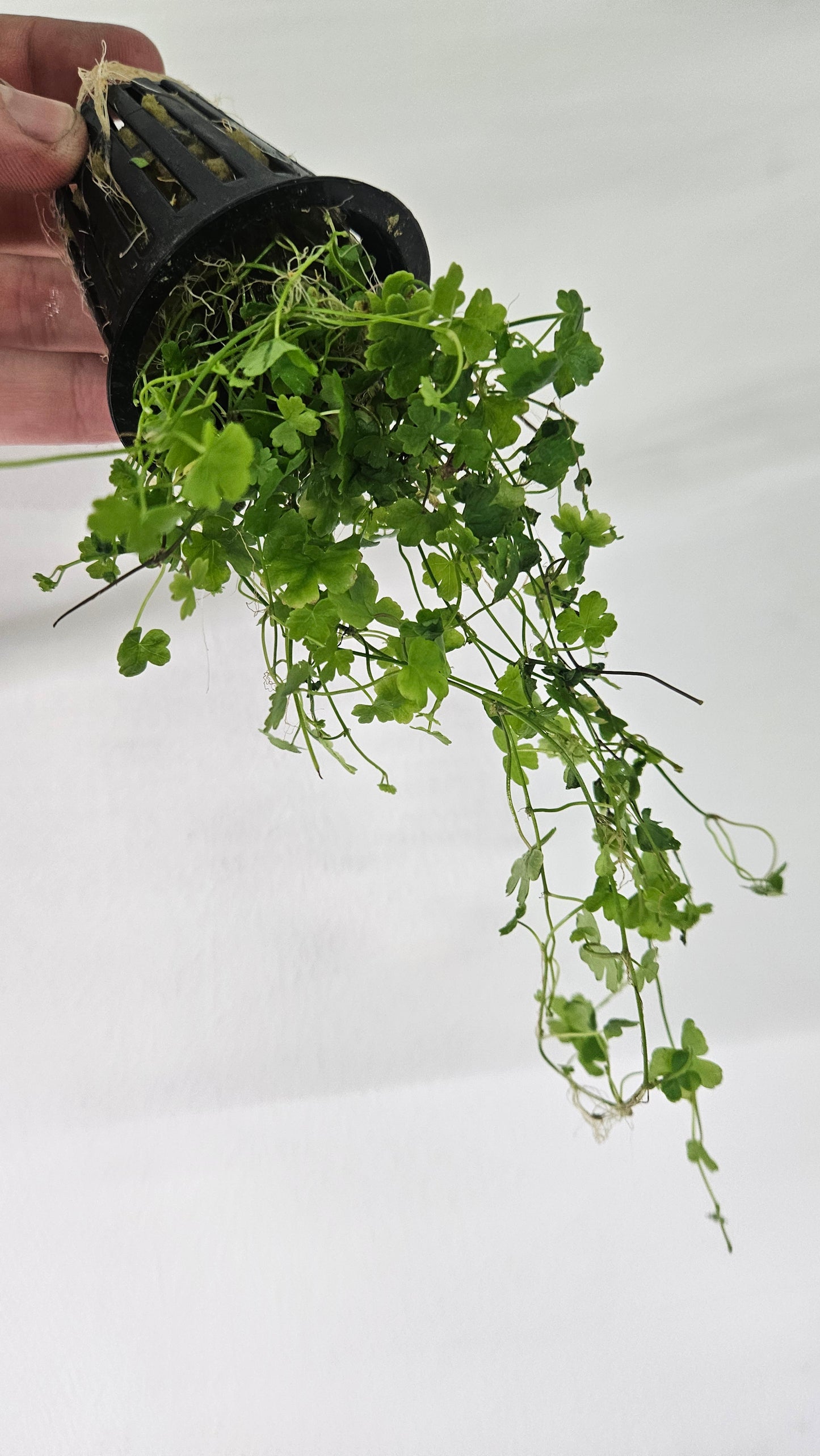 Hydrocotyle Tripartita Japan Potted - AquaHorizon