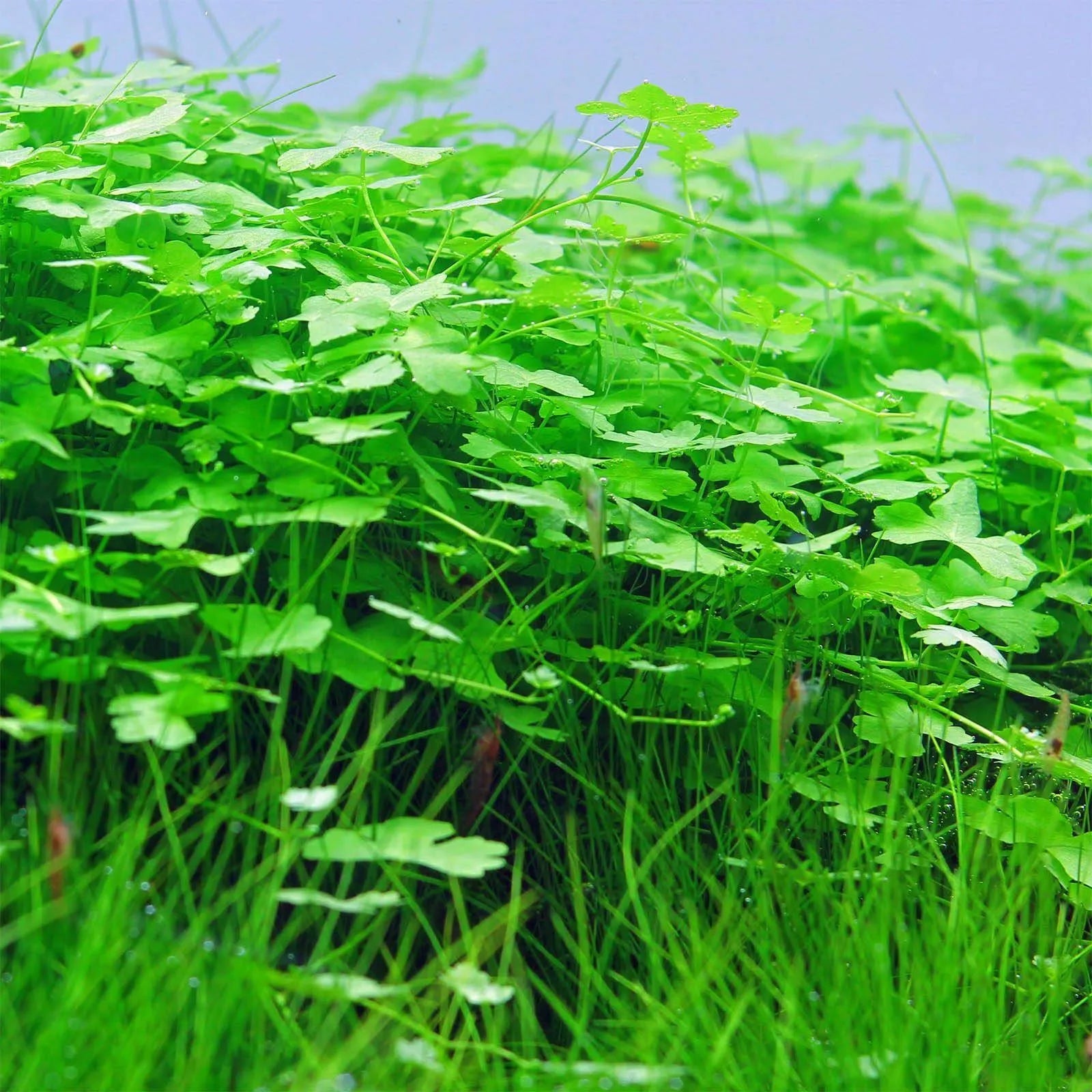 Hydrocotyle Tripartita Japan (~3 in pot worth) - AquaHorizon