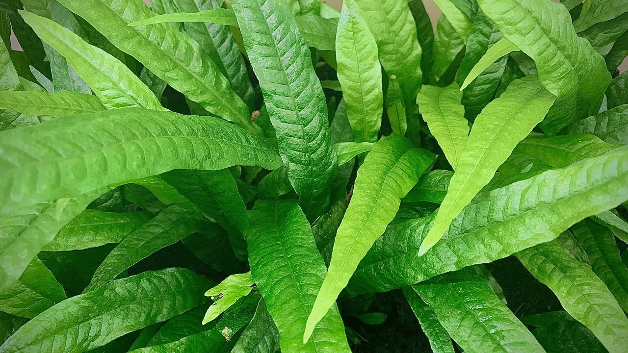 Java Fern "Microsorum pteropus" - AquaHorizon