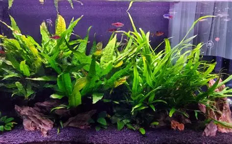 Java Fern "Microsorum pteropus" - AquaHorizon
