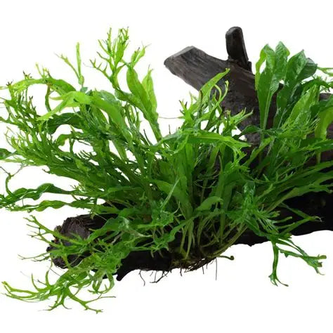 Java Fern 'Windelov' - AquaHorizon