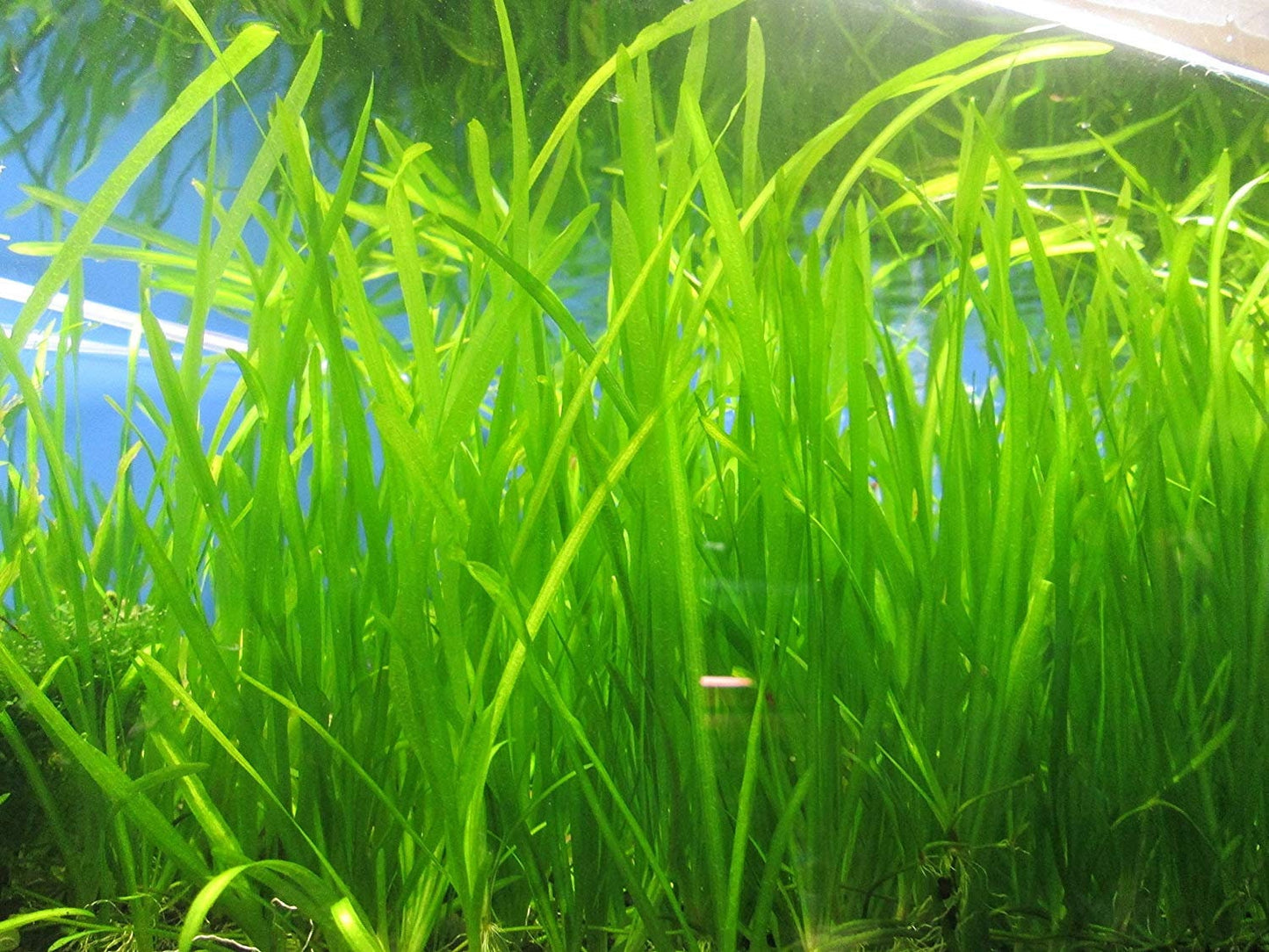 Jungle Vallisneria (3 plants)