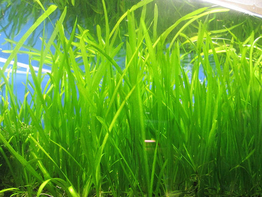 Jungle Vallisneria (3 plants)