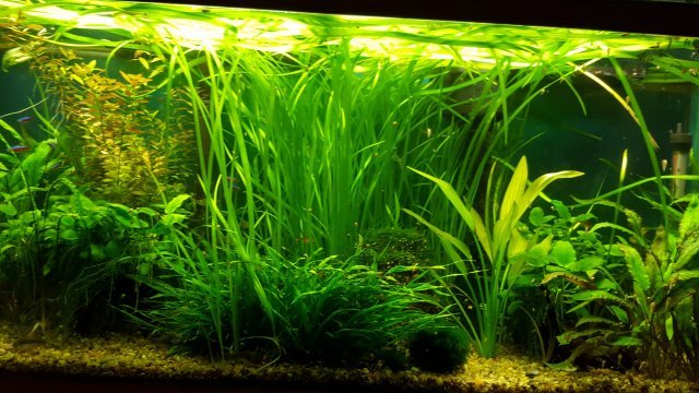 Jungle Vallisneria (3 plants)