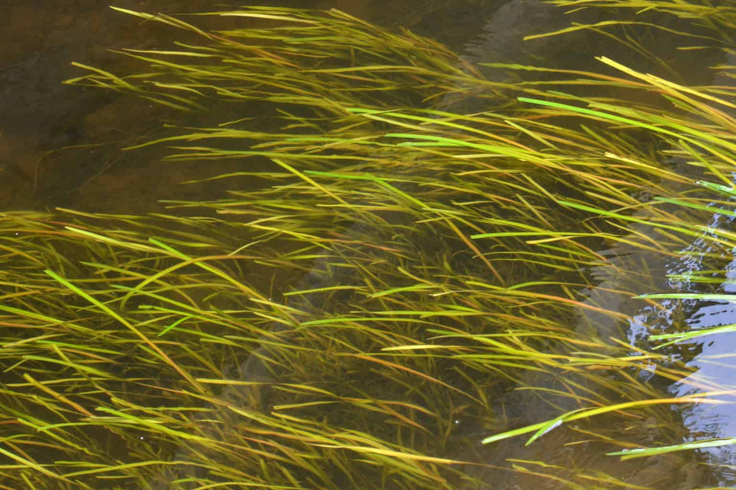 Jungle Vallisneria (3 plants)