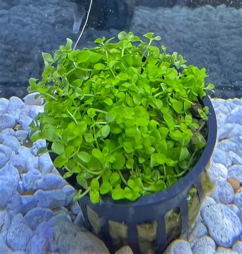 Monte Carlo "Micranthemum"